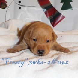 Labrador Retriever Puppies from Rainy Lake Labrador Retrievers