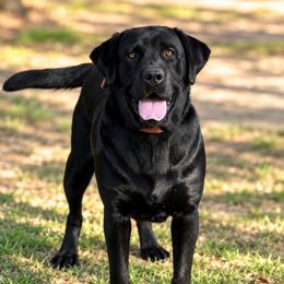 Labrador Retriever puppies from Down South Dachshunds