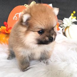 Pomeranians from Mariotti Pomeranians
