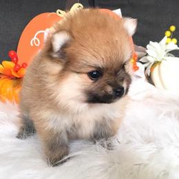 Pomeranians from Mariotti Pomeranians