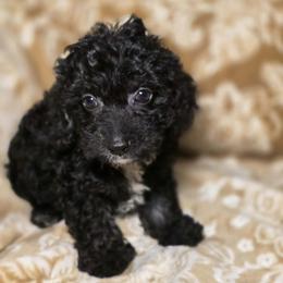 Mercedes - Black and white female Cockapoo puppy in West Point, Mississippi from Golden Paws