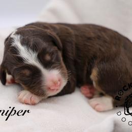 Juniper - Tri-color female Bernedoodle puppy in Edmond, Oklahoma from Rock N Roll Doodles