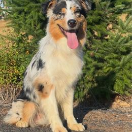 BMM5 - Blue merle male Australian Shepherd puppy in Chehalis, Washington from Wandering Acres Ranch