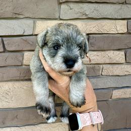 Copper Ribbon Girl - Salt and pepper female Miniature Schnauzer puppy in Floyd, Virginia from Little River Puppies