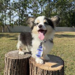 Augustus - Blue merle and white male American Corgi puppy in Florida from Sunrise Corgis