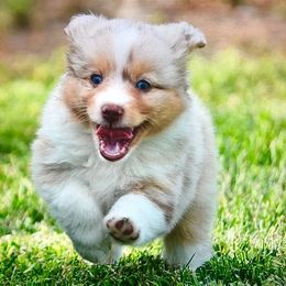 Toy Australian Shepherds from Heidi's Puppy Love