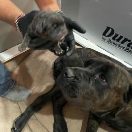 Girl 1 - Black female Cane Corso puppy in San Isidro, Texas from MTZCC Ranch, LLC