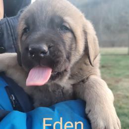 Eden - Wolfgray female Spanish Mastiff puppy in Prosperity, Pennsylvania from Prosperity Guardians
