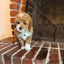 Piggie - Brown and white female Bernedoodle puppy in Gainesville, Florida from Alyssa Xxweetdoodles