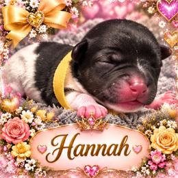 Hannah - Parti female Yorkshire Terrier puppy in Tangipahoa County, Louisiana from Riche’ Louisiana Yorkies