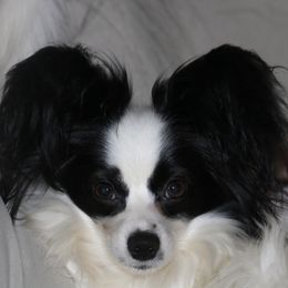 Lovey - Papillon