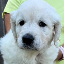 Miss Orange - Light golden female Golden Retriever puppy in Rochester, Minnesota from Neitzke Ranch Goldens