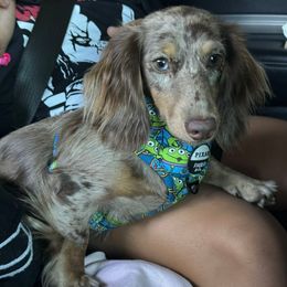 Moonbean - Dachshund