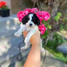 Cavapoo Puppies from SunnySide Mini Doodles