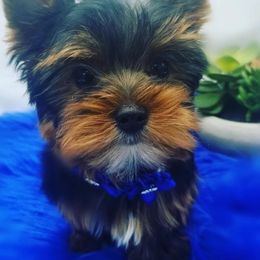 Yorkshire Terrier Puppies from Harmony Hills Yorkies