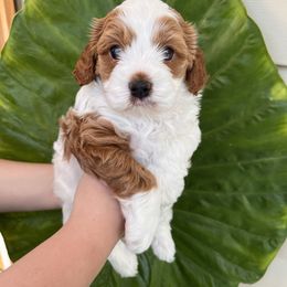 Angel - Blenheim female Cavapoo puppy in Toms River, New Jersey from CavaloveNJ