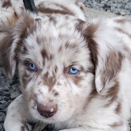 Pepper - Red merle female Australian Shepherd puppy in Cottage Grove, Oregon from Farmstead Aussies