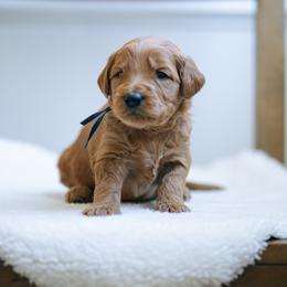 Blue collar boy - Maui - Red  male Goldendoodle puppy in Duncan, South Carolina from Abner Creek Poodles & Doodles