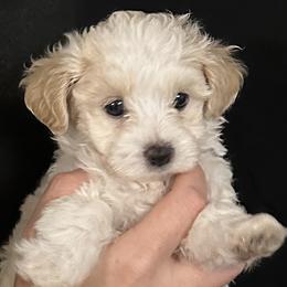 Frank - Cream male Maltipoo puppy in Maumelle, Arkansas from Fox Family