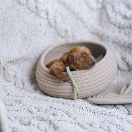 Teal collar girl - Moana - Red  female Goldendoodle puppy in Duncan, South Carolina from Abner Creek Poodles & Doodles