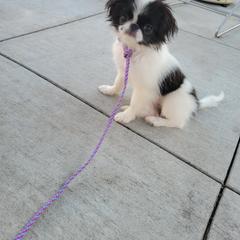 Japanese Chin Puppies from Carousel Chin