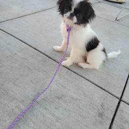 Japanese Chin Puppies from Carousel Chin