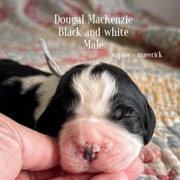 Dougal MacKenzie - Black and white male English Springer Spaniel puppy in Tupalo, Mississippi from Butterfield Trail Farm