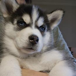 Siberian Husky Puppies from Genine Appello