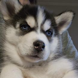 Siberian Husky Puppies from Genine Appello