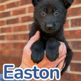 Easton - Black female German Shepherd puppy in Murrayville, Georgia from Vom Clark’s German Shepherds
