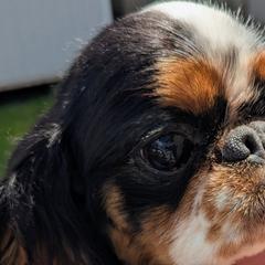 English Toy Spaniels from Arete English Toy Spaniels