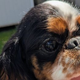 English Toy Spaniels from Arete English Toy Spaniels