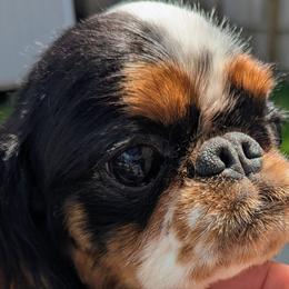 English Toy Spaniels from Arete English Toy Spaniels