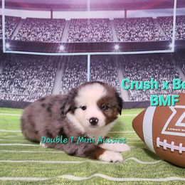 "Charlie" BMF (SOLD) - Blue merle Miniature Australian Shepherd puppy in Smiths Station, Alabama from Double T Mini Aussies