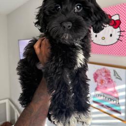 Duke - Parti male Yorkipoo puppy in Atlanta, Georgia from YorkShih Pup & Co