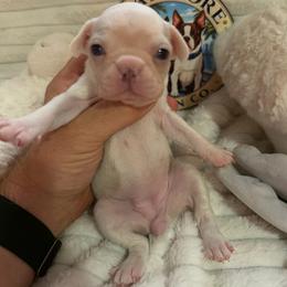 Ivory - Fawn female Boston Terrier puppy in Tampa, Florida from Bayshore Boston Terrier’s
