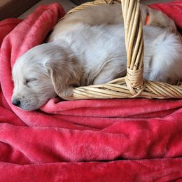 Golden Retriever Puppies from Golden Brick Road Golden Retrievers