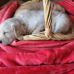 Golden Retriever Puppies from Golden Brick Road Golden Retrievers