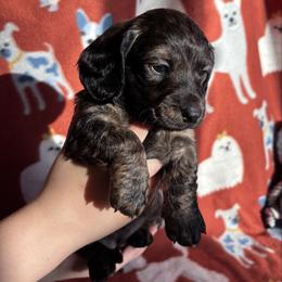 Gabby - Brindle female Dachshund puppy in Mc Alester, Oklahoma from A Anchor Farm