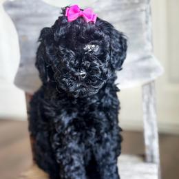 Meadow - Black female Goldendoodle puppy in Waterford, California from Alvdoodles
