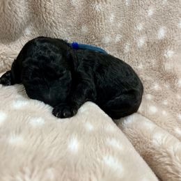 Goldendoodle Puppies from Sugar Doodles