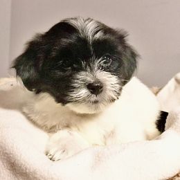 Boy 1 - Havanese puppy in Florida from Torres Havanese