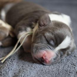 Hope - Blue and white female Basset Hound puppy in Surprise, Arizona from Howlin Hounds