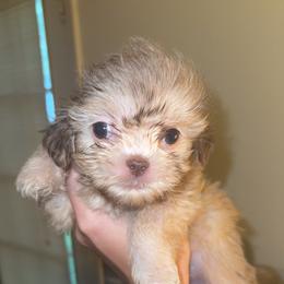 Slinky - Liver male Shih Tzu puppy in Huber Heights, Ohio from Little Healthy Purebred Pups