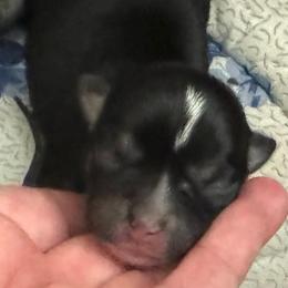 Vivian - Black and white female Chihuahua puppy in Brooklyn, Connecticut from Ladybug Chihuahuas