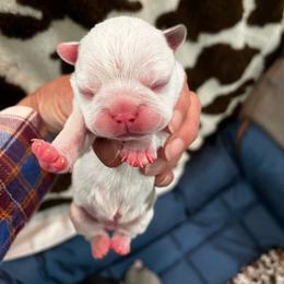 Boy 2 - Blue male Boston Terrier puppy in Coopertown, Tennessee from Toon’s Boston Terriers