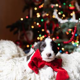 Aussiedoodle and Australian Mountain Doodle Puppies from Farmstead Doodles
