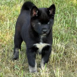 Bonnie - Black and white female Pomsky puppy in La Vergne, Tennessee from Atencio Pomsky