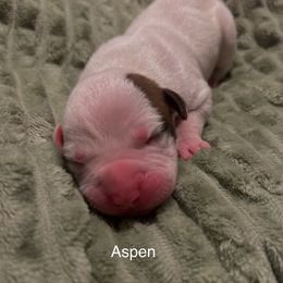 American Pit Bull Terrier Puppies from Wyngate Puppy Breeders