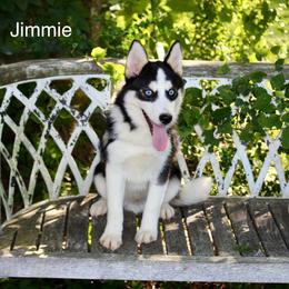 Jimmie - Black and white male Pomsky puppy in Murfreesboro, Tennessee from Middle Tennessee Pomskies